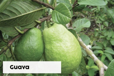 Guava       