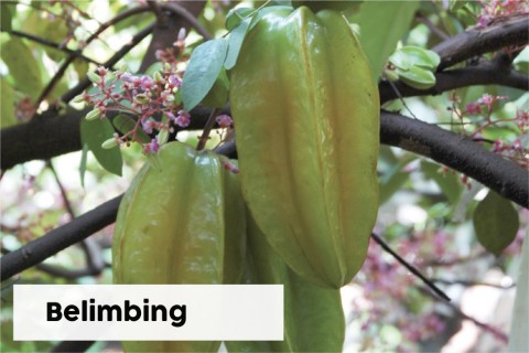 Belimbing   