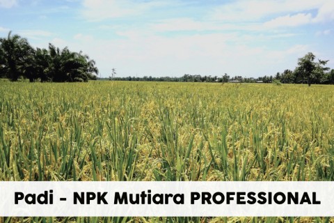 Padi NPK Mutiara PROFESSIONAL 9-25-25