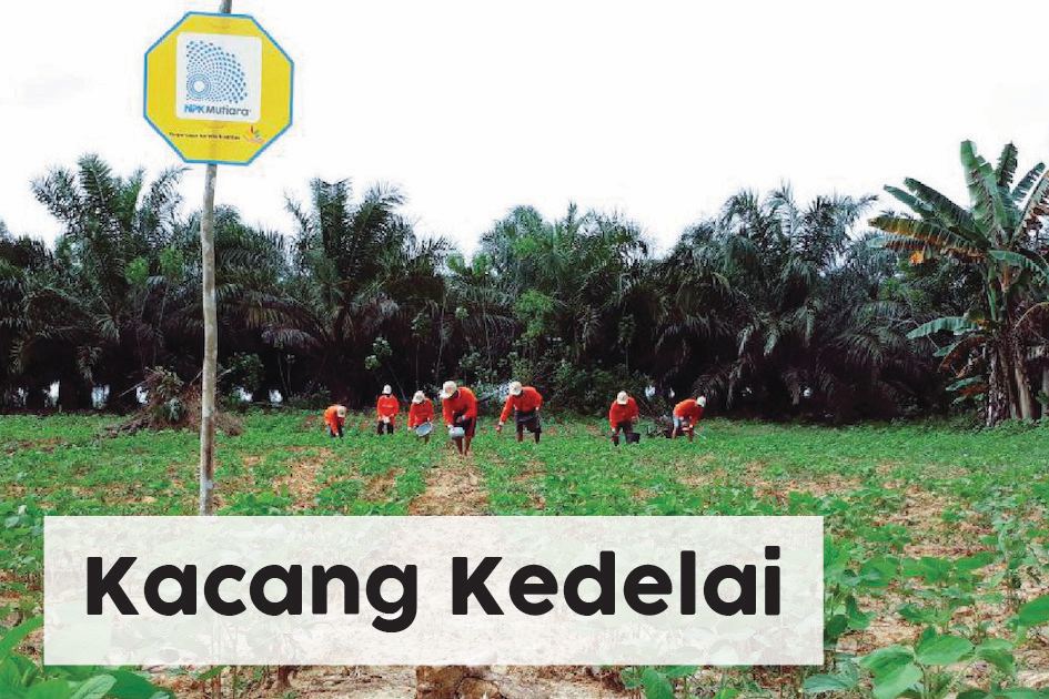 Kacang Kedelai 