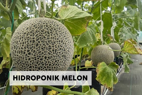 Hidroponik Melon